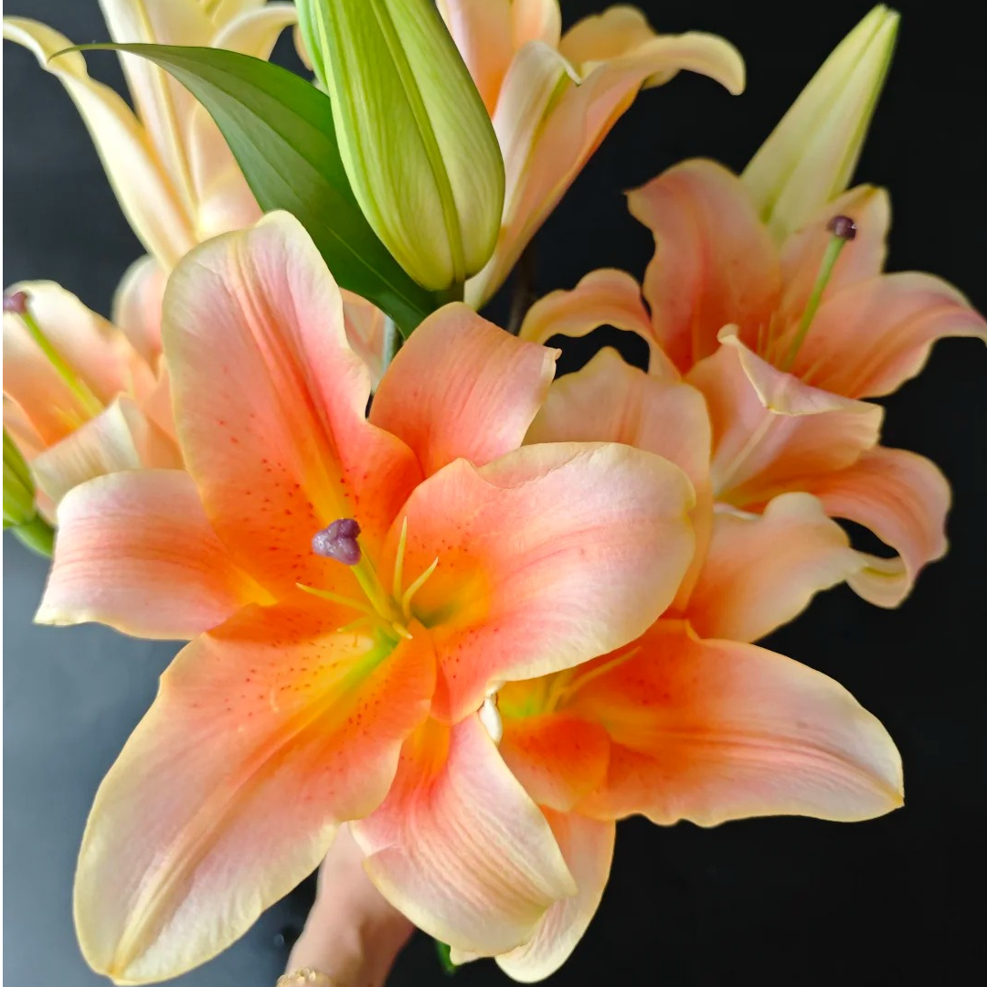 【一见钟情】香水百合 一单包邮 云南鲜花昆明基地现采现发