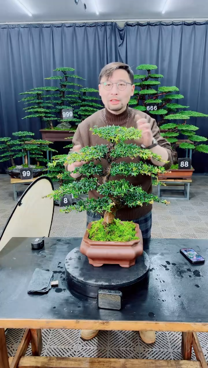 无花朵盆景.....