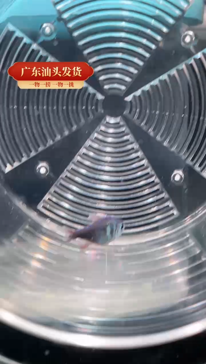 灯科鱼钴蓝梦幻鳍
