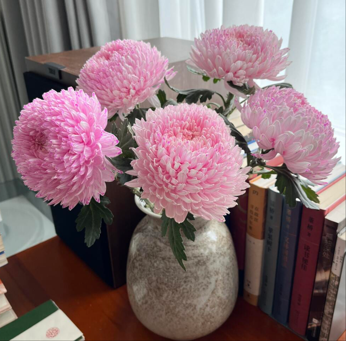 【源头优选】樱花粉牡丹菊 任意2单升级快递 发货后不支持退款