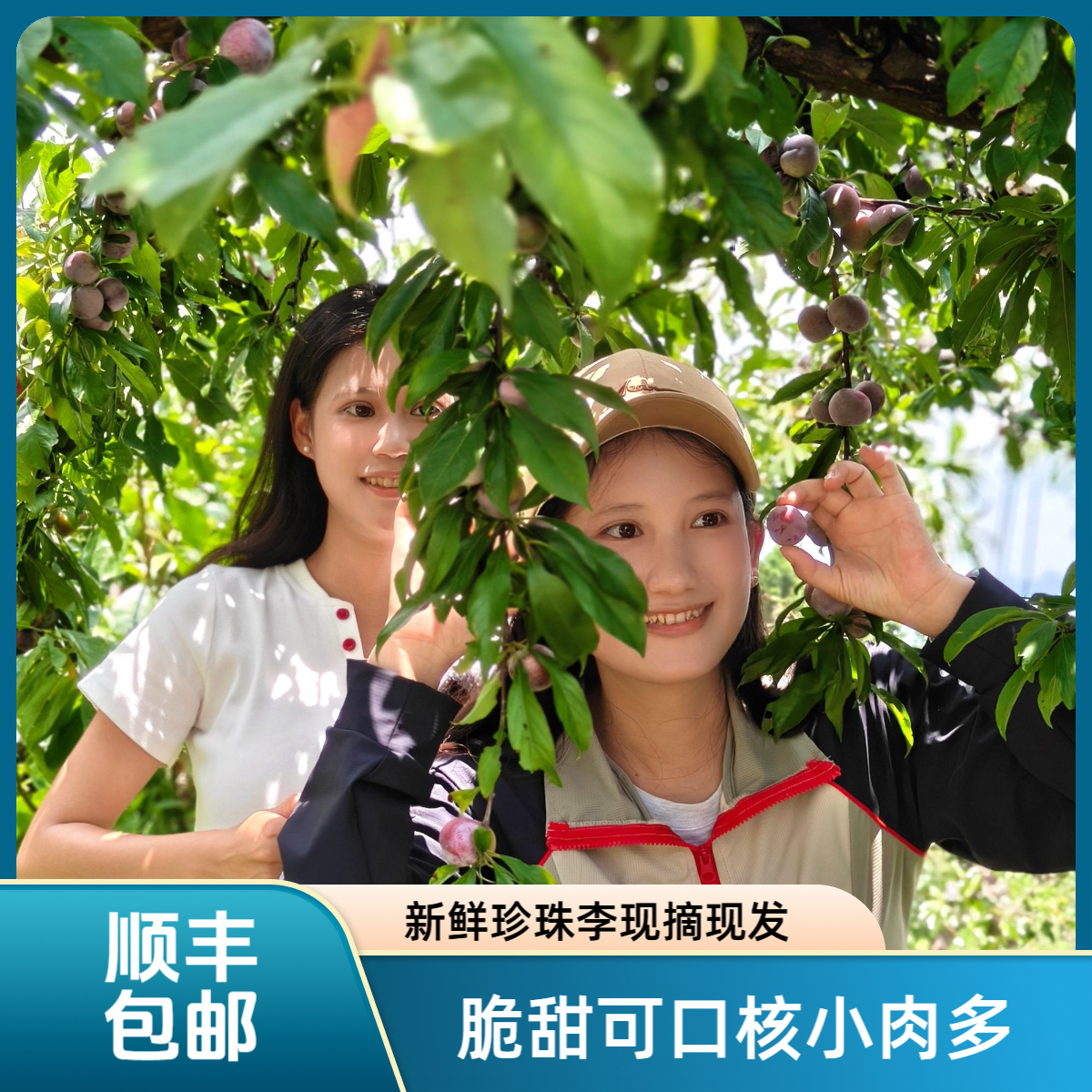 【产品过季，已售罄，明年在见】广西天峨龙滩珍珠李脆甜爆汁