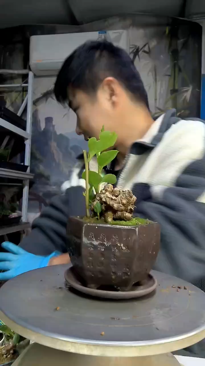 壹***宁中青园艺一物一拍花411