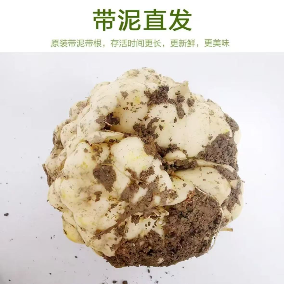云南山货 现挖 现收【新鲜 百合 】火山灰土质种植