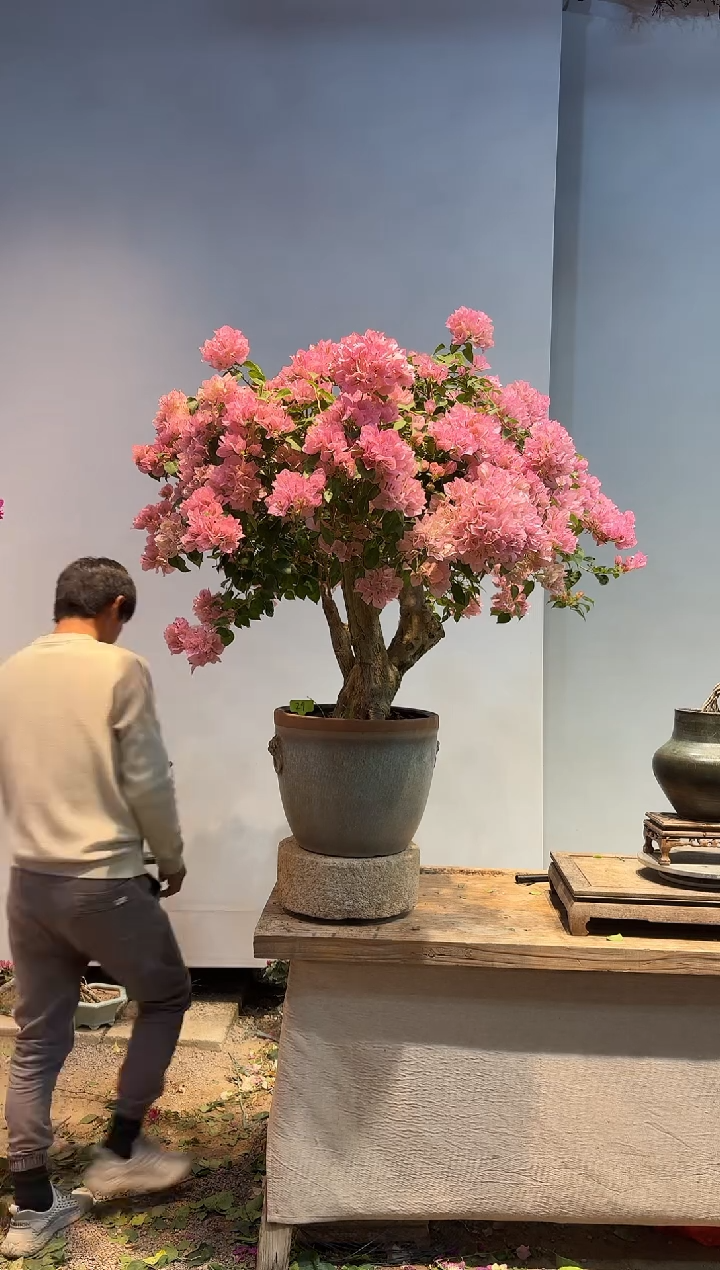 以实际为准三角梅29
