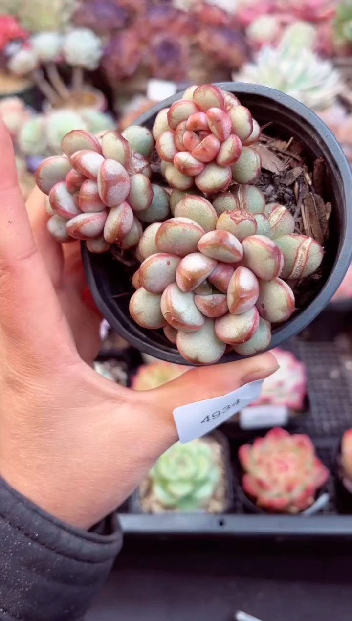 【闪购商品】4934三头葡萄多肉