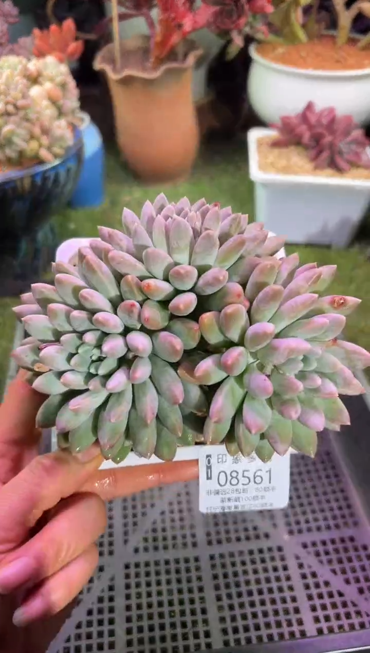 【闪购商品】08561