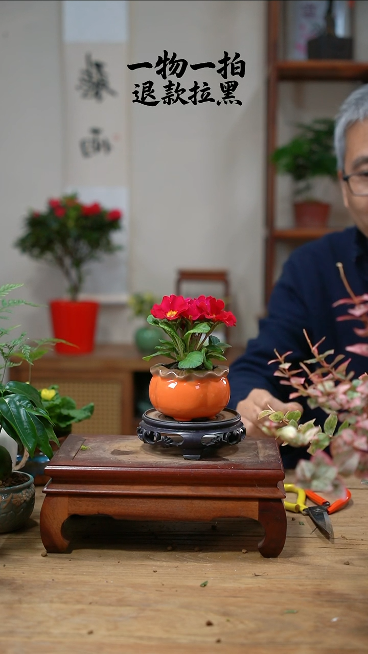 完全开放短*报春023