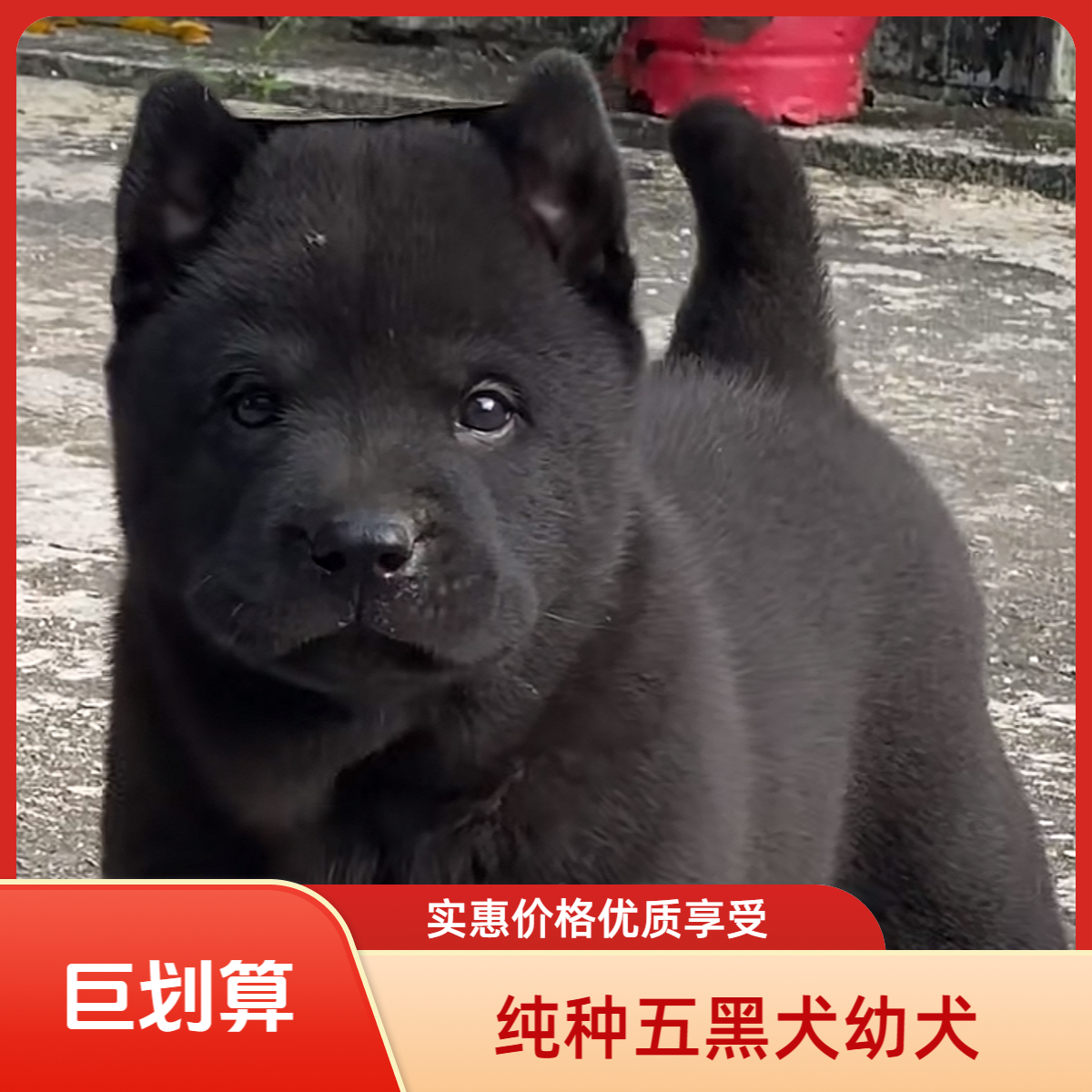 广西五黑犬幼犬中华正宗田园犬土猎犬适合