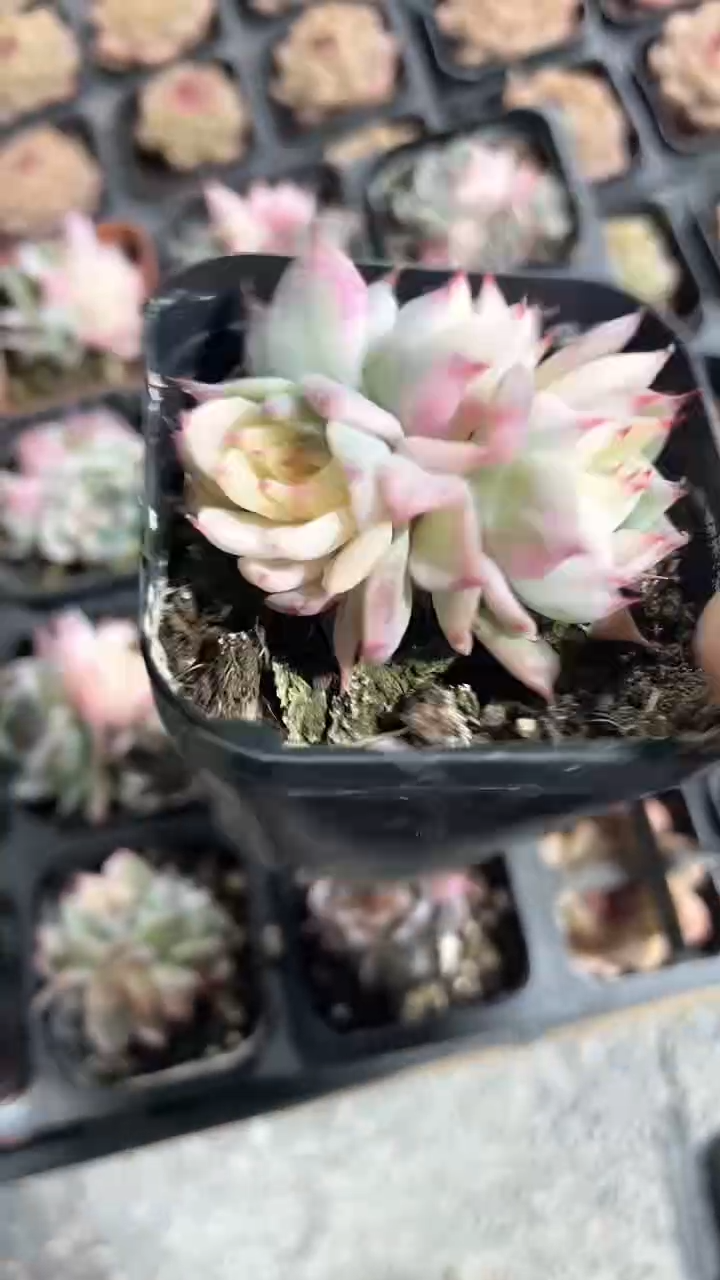 【闪购商品】65盆吉娃娃锦群生多肉一颗