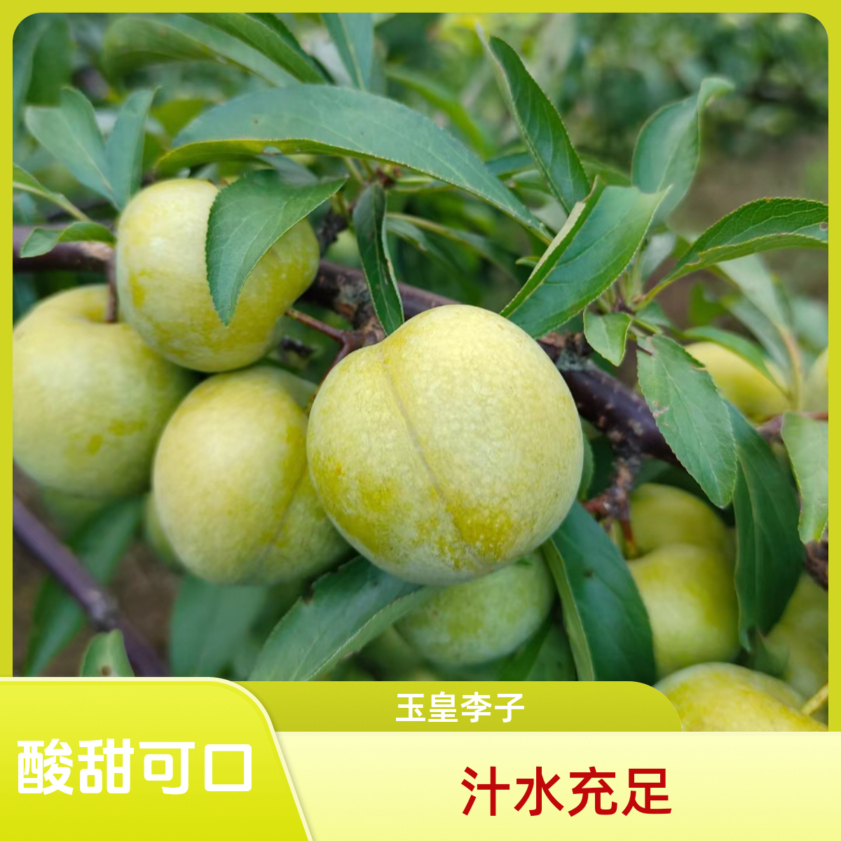 【房山御皇李子】李中贵族桃花李 汁水充足 酸甜比例完美 一口就爱上两斤送一斤北京市