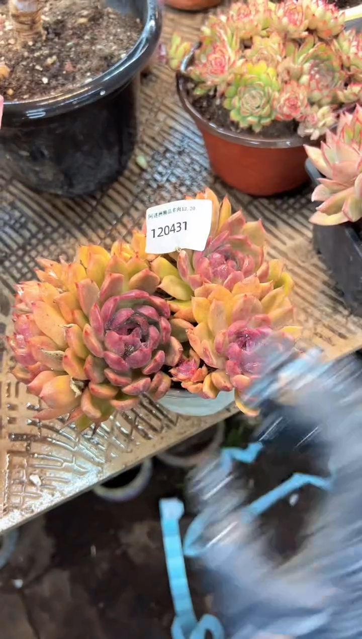 (****寻多肉植物一物一拍20431