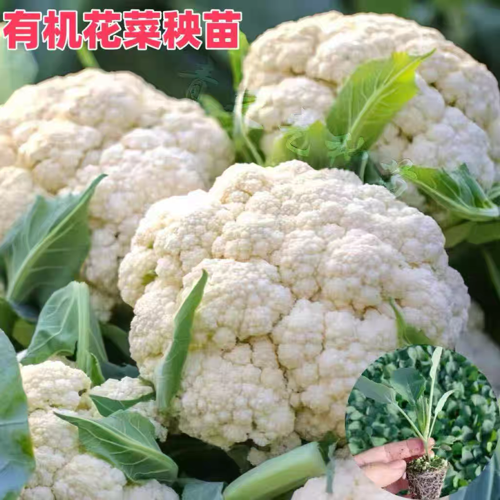 花菜苗有机花菜苗青梗散花秧苗花菜苗高产盆栽庭院新鲜秋季四季