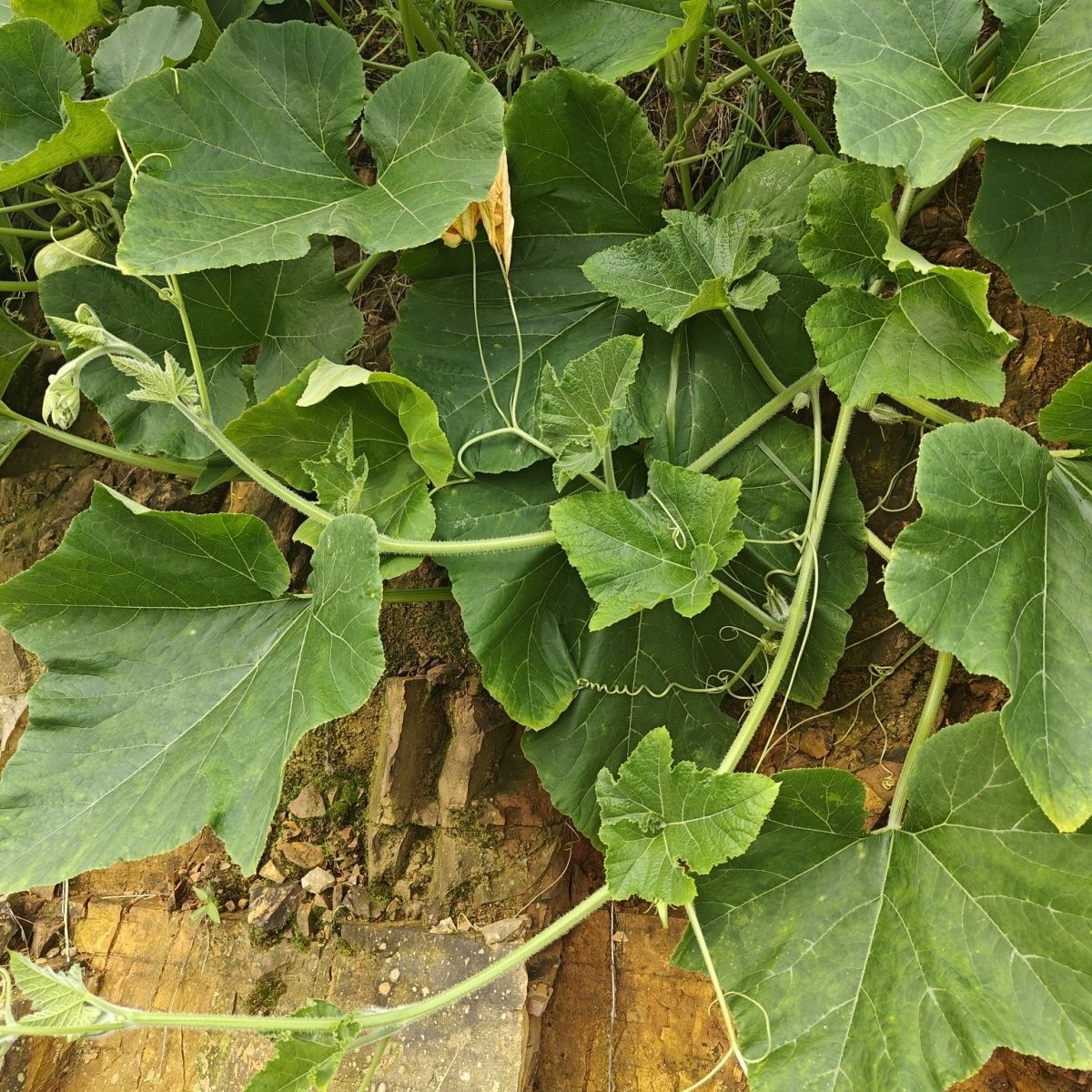 会同县农产品自家种植南瓜藤