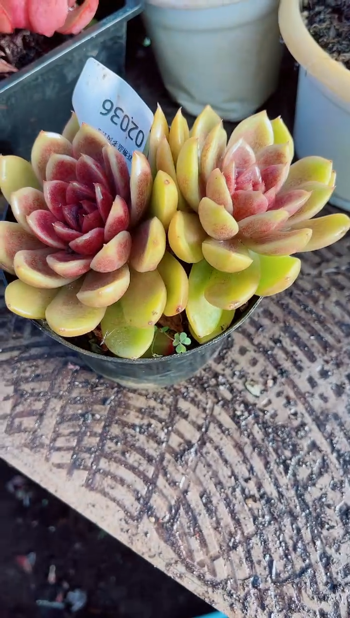 岑***?跃跃精品多肉02036