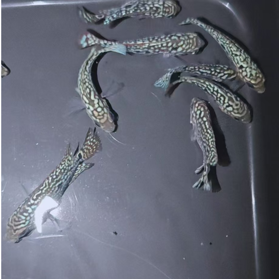 罗汉鱼苗泰产f2泰金罗汉鱼鱼苗幼苗活体
