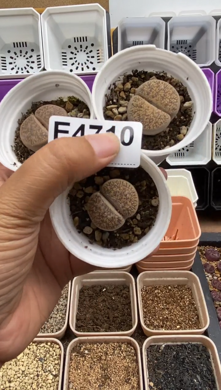 4710直播一物一拍