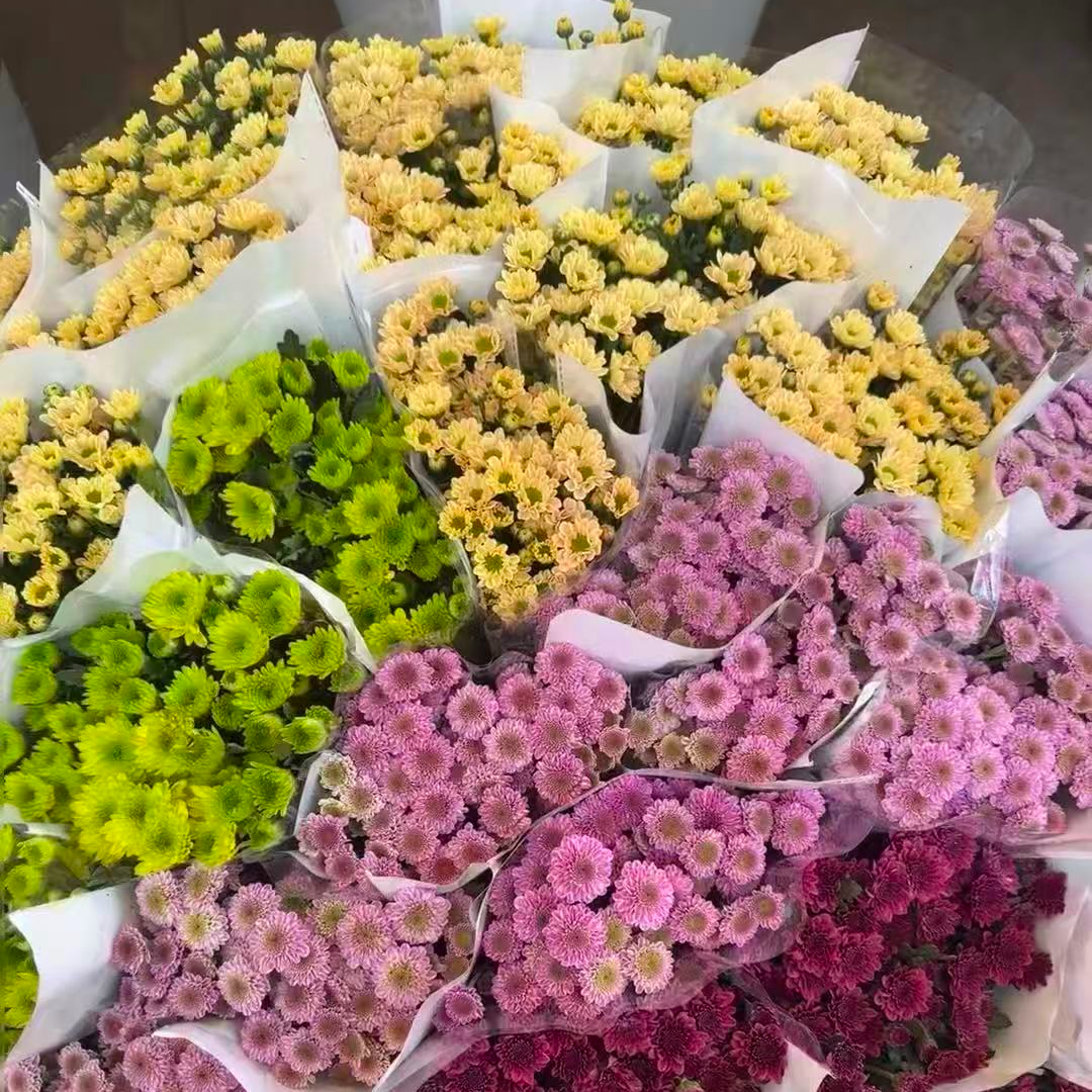 F【直播间专属】惊喜到家“神话”色彩，小雏菊10支！