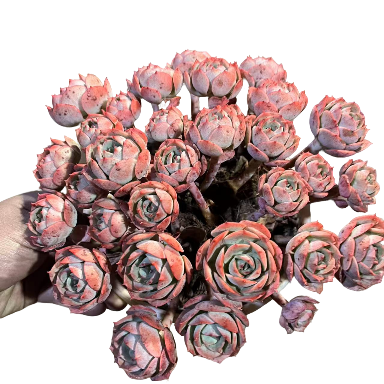 精品多肉植物 克罗地亚玫瑰