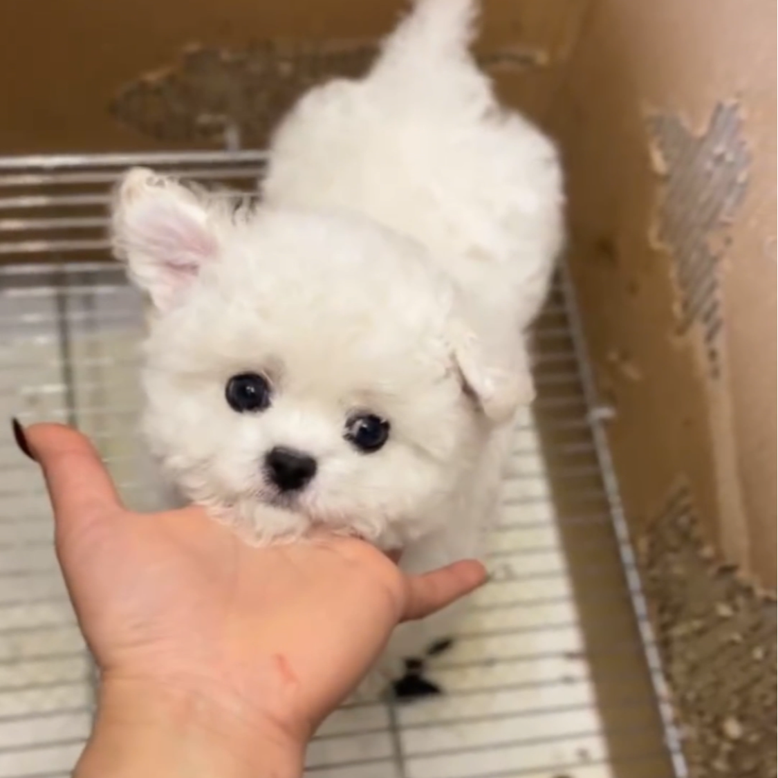 袁嬢嬢宠物严选小体韩版比熊弟弟（四喜）929