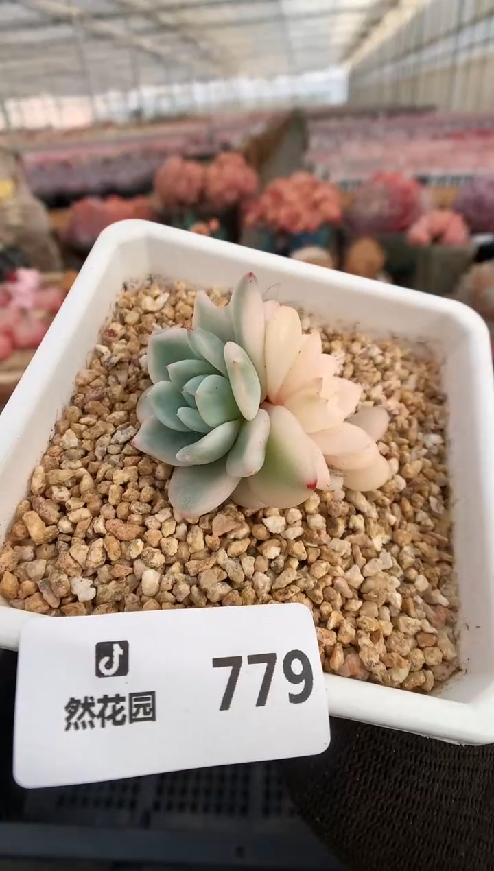 【闪购商品】779梦露锦一物一拍