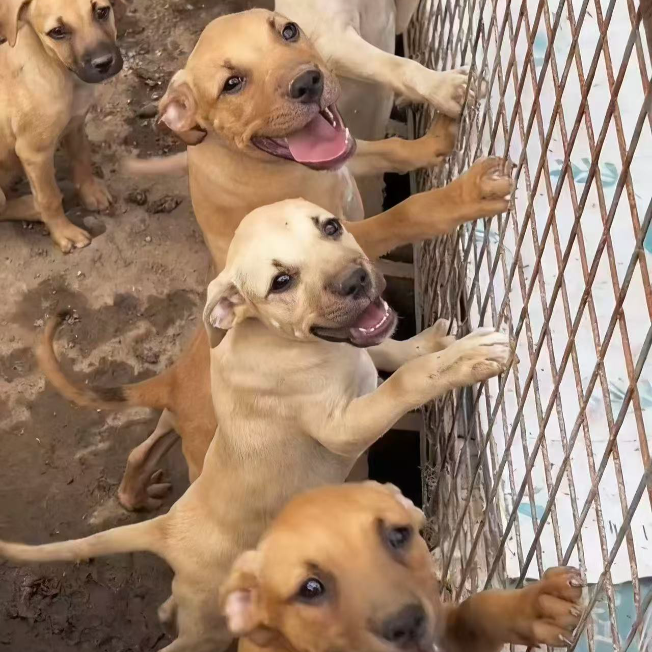 （大刚养犬）狗狗活体
