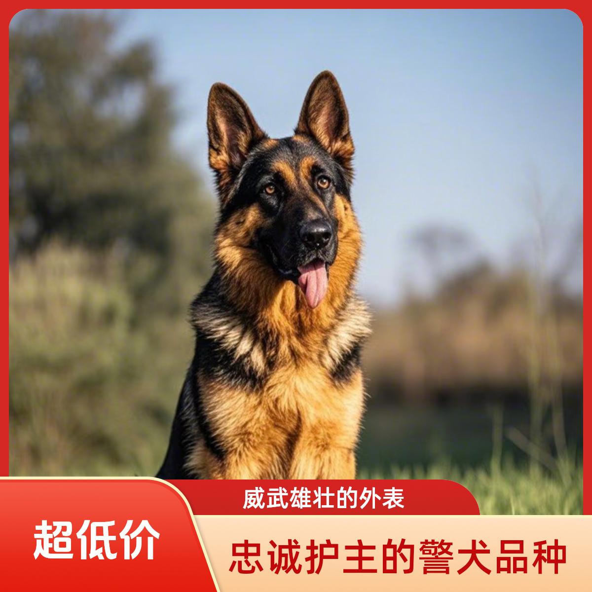 混血德国牧羊犬幼犬成犬亚成犬宠物狗活体狗狗直播间挑选