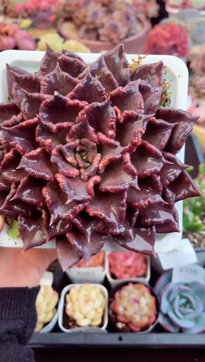 【闪购商品】8368单头黑饺子皮多肉