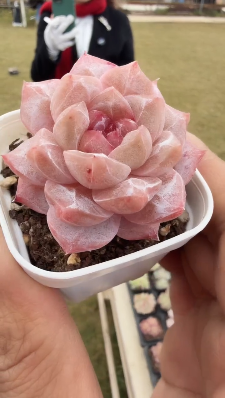 东云多肉园新款-76