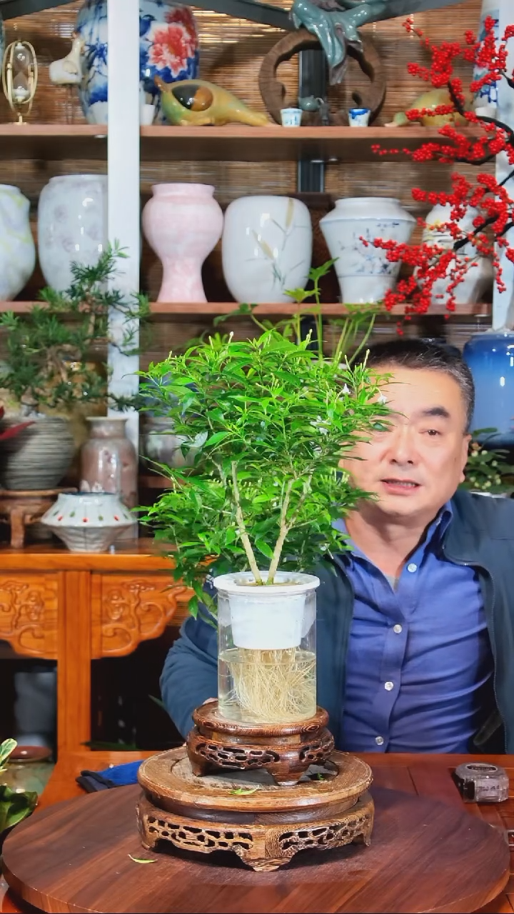 无花朵M****?水之韵水培风车茉莉