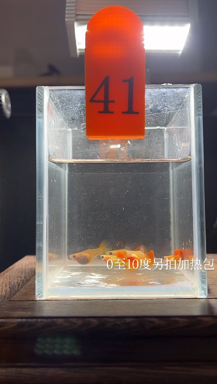 孔雀鱼 红礼服玻璃猫普通体41