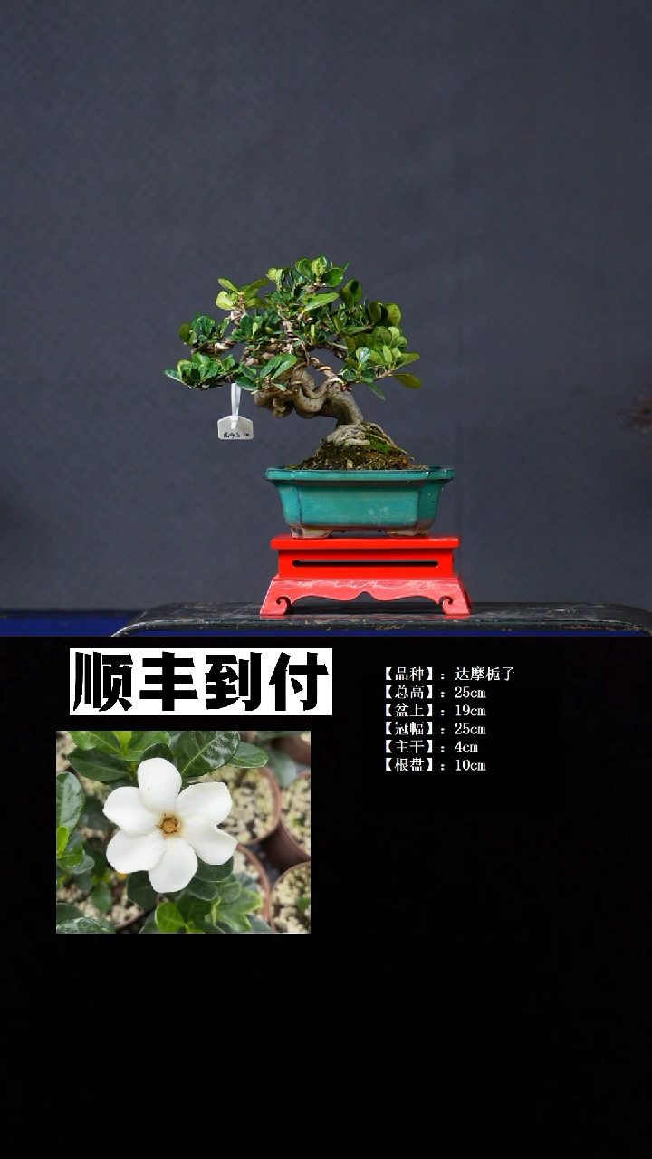 无花朵达摩栀子 不包邮
