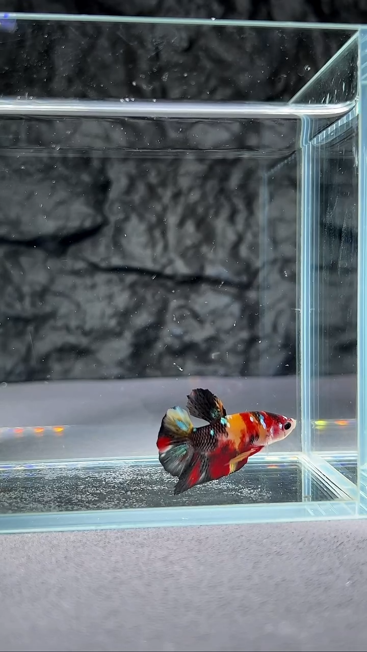 斗鱼竞拍链接A118