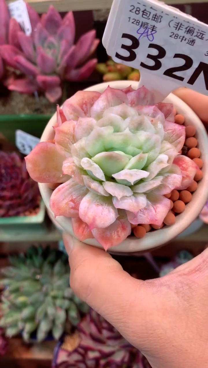 332N（一物一拍，精品多肉，所见即所得 ）