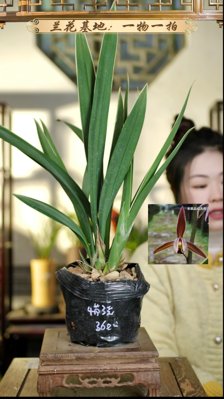 完全开放金边墨兰4苗3花苞