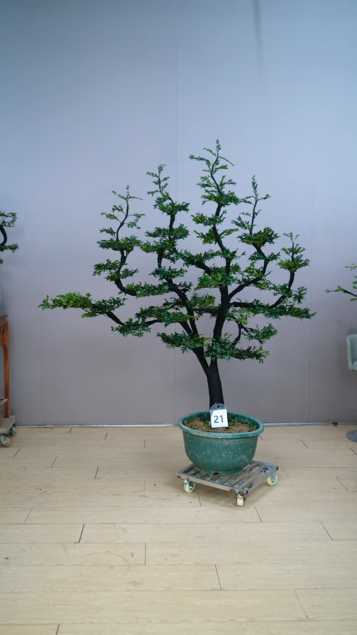 【闪购商品】广东小叶紫檀黑骨茶