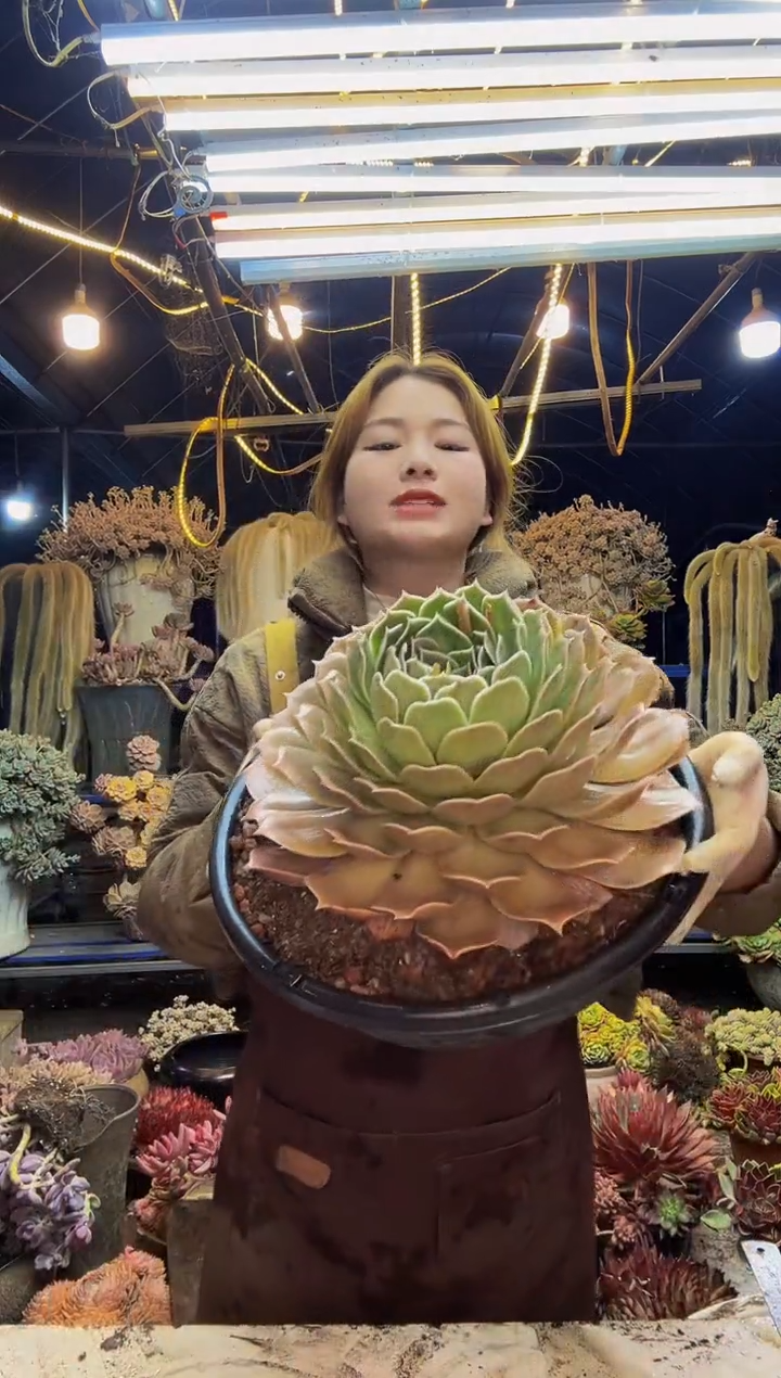 【闪购商品】沙漠骆驼脱土包邮