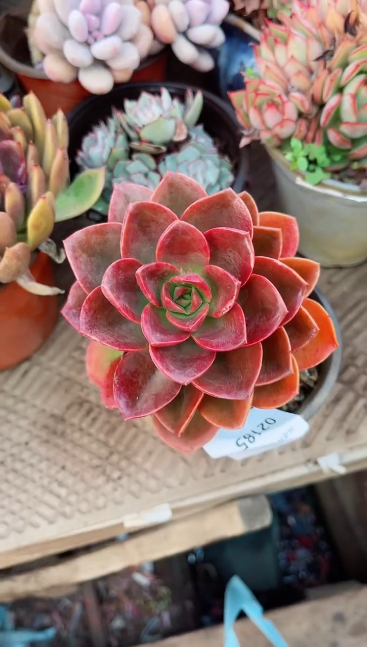 【闪购商品】02185