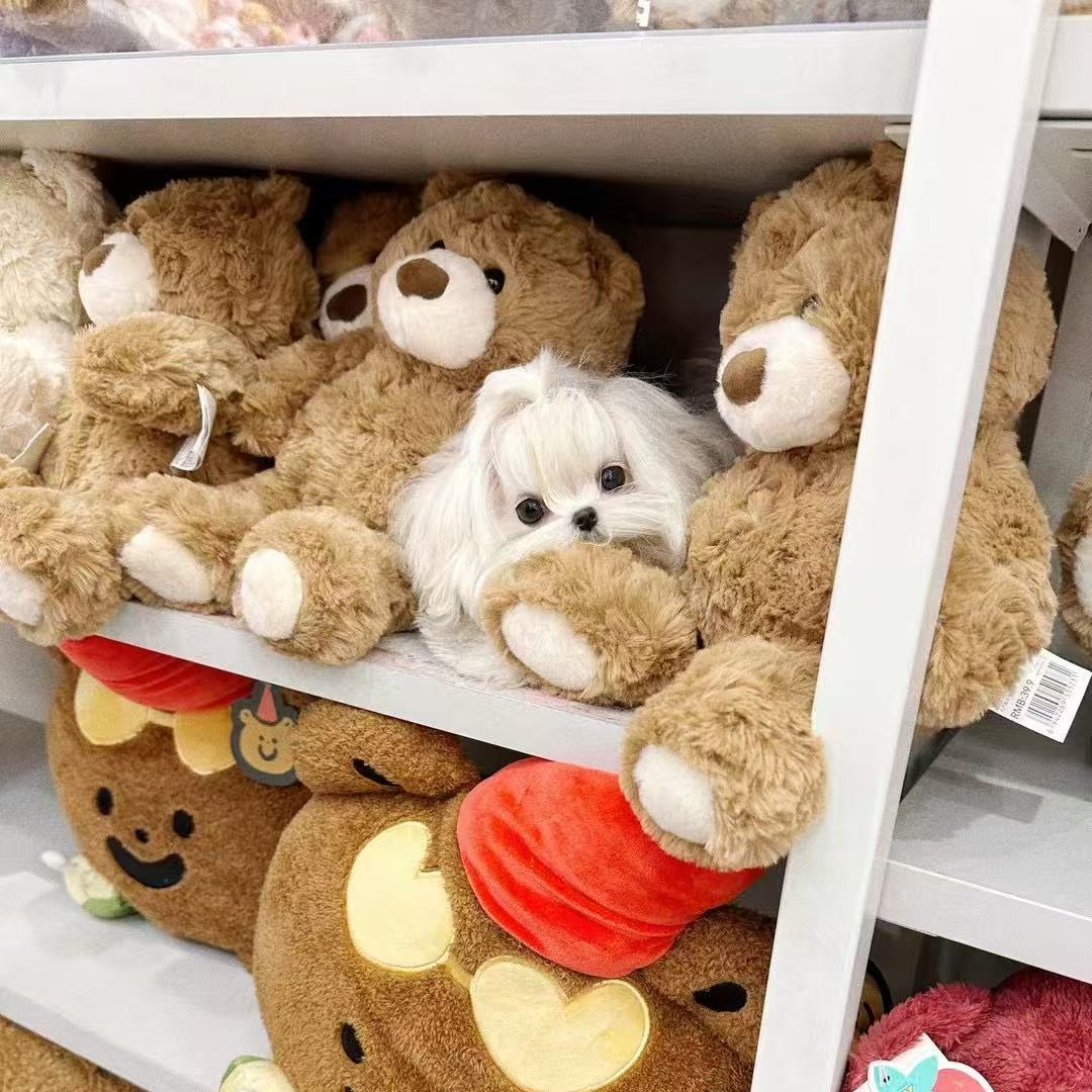 小雪家的马尔济斯犬