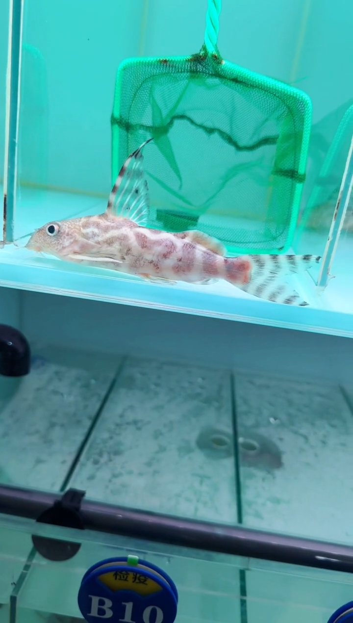 慈鲷鱼 大奶牛猫11-13cm一条