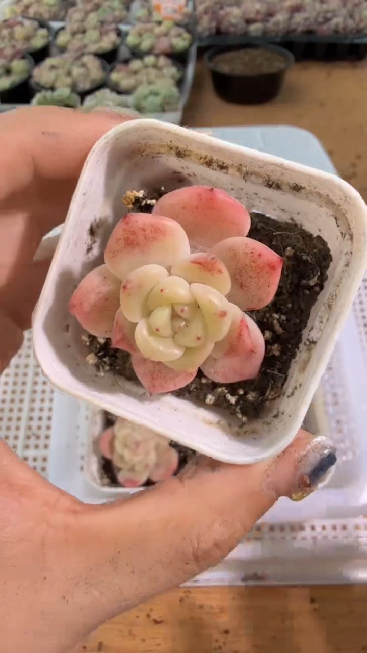 T6 五方一盆 单双混 量拍混发