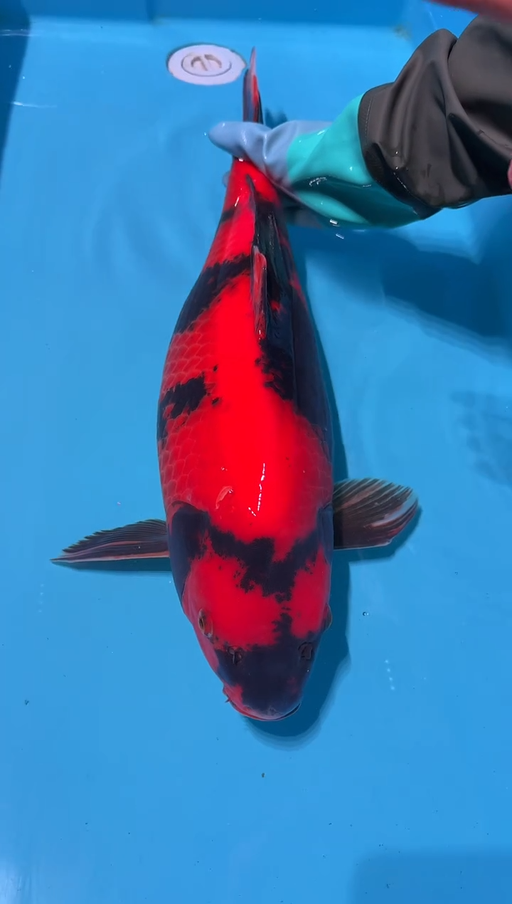 锦鲤1****胖绯写 60cm