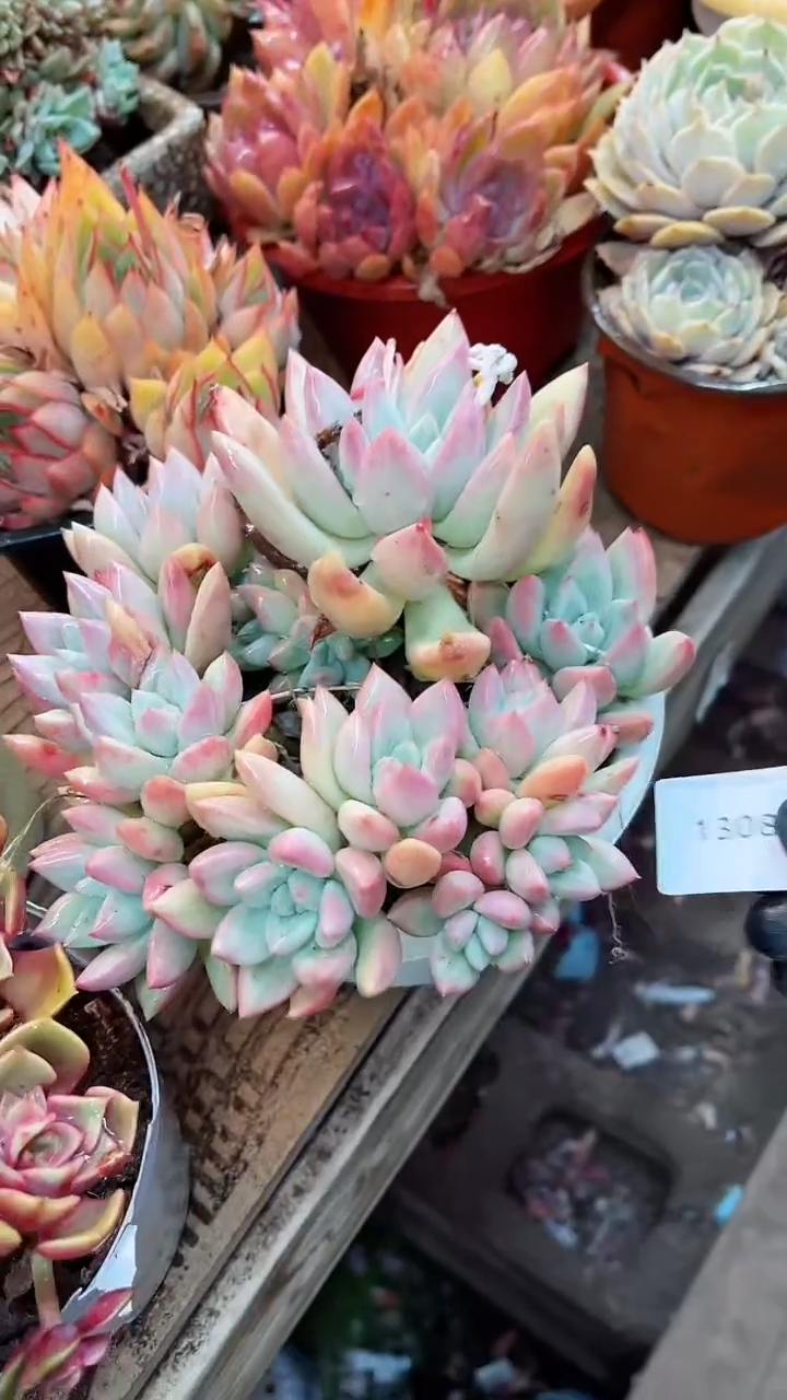 【闪购商品】13085