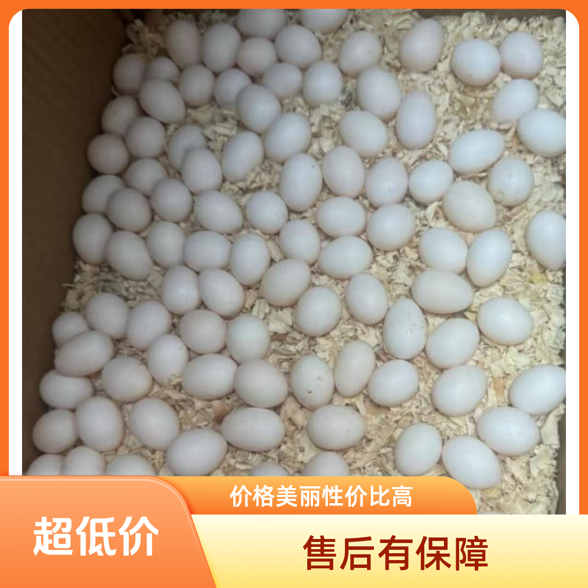 4号 秋裤凯克 每日新鲜掏窝蛋