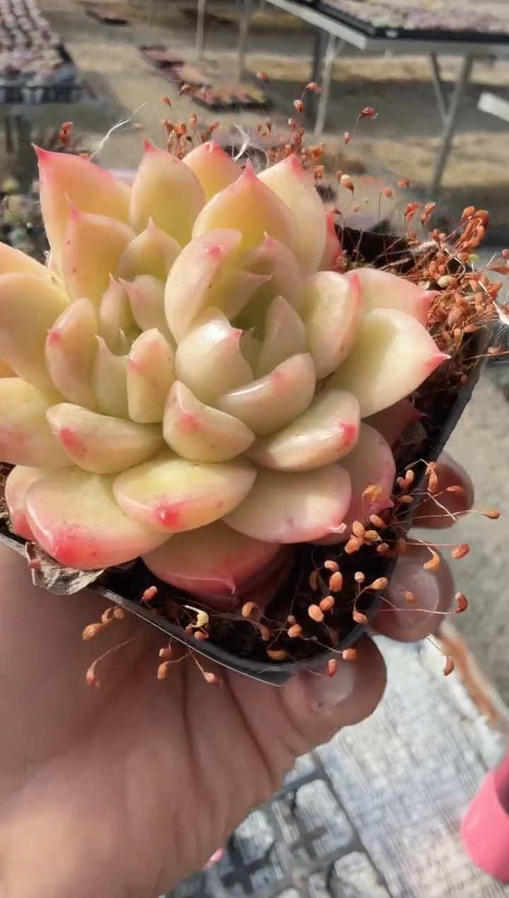 东云多肉园新款-141