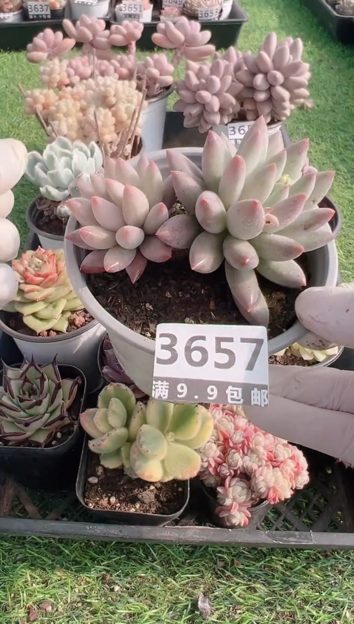 【闪购商品】信福多肉一物一拍