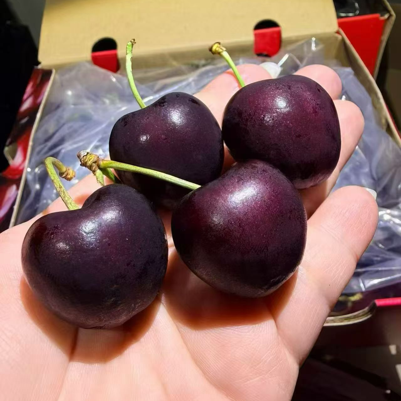 4JD一箱智利空运新鲜车厘子一箱约5斤规格：4JD智利