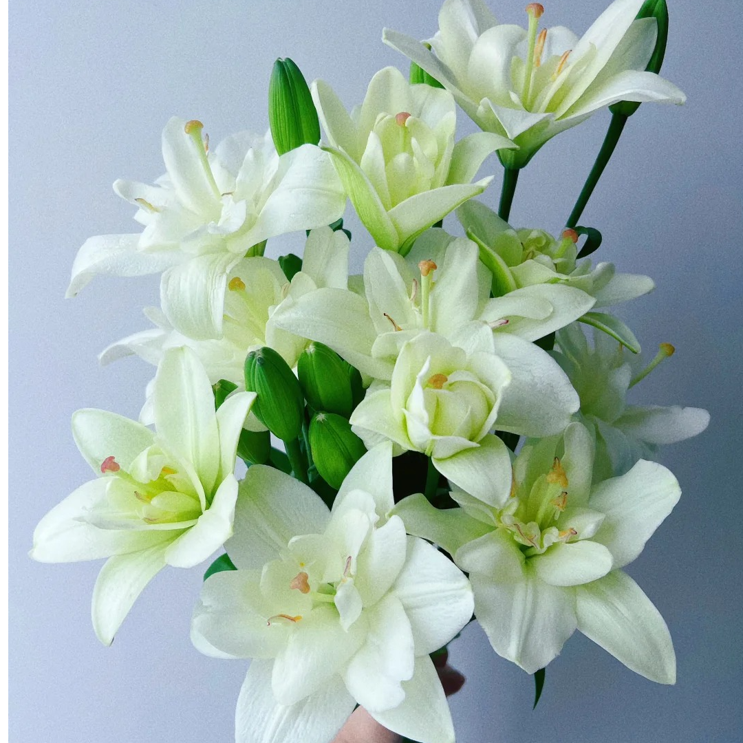 亚百合-郦城-重瓣百合花水养插花用云南直发鲜花