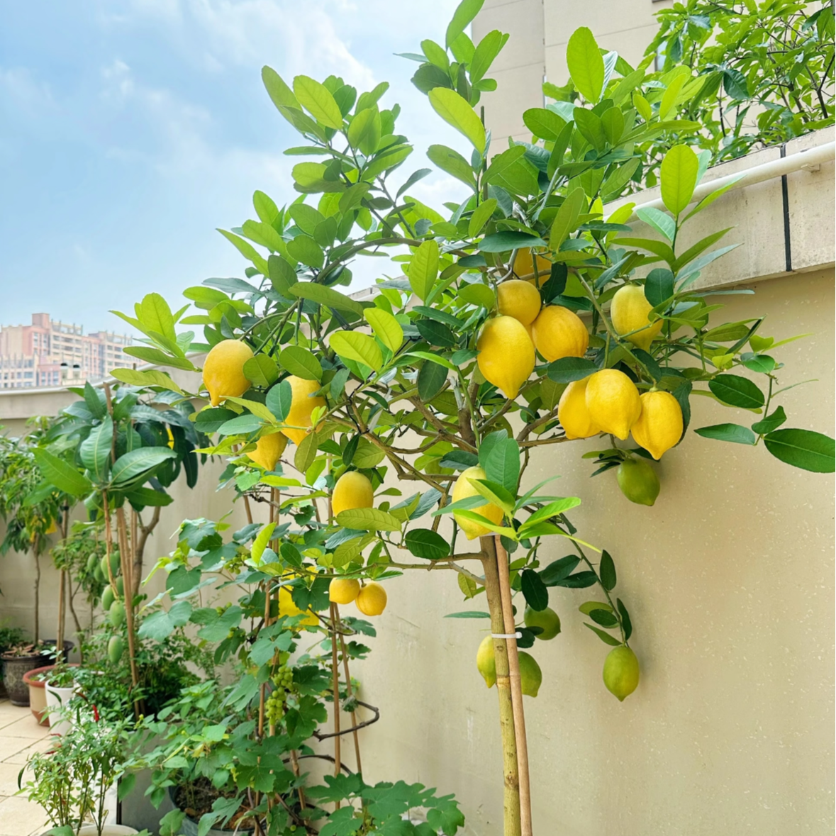 lubao/广东香水柠大型绿植盆栽可室内种植