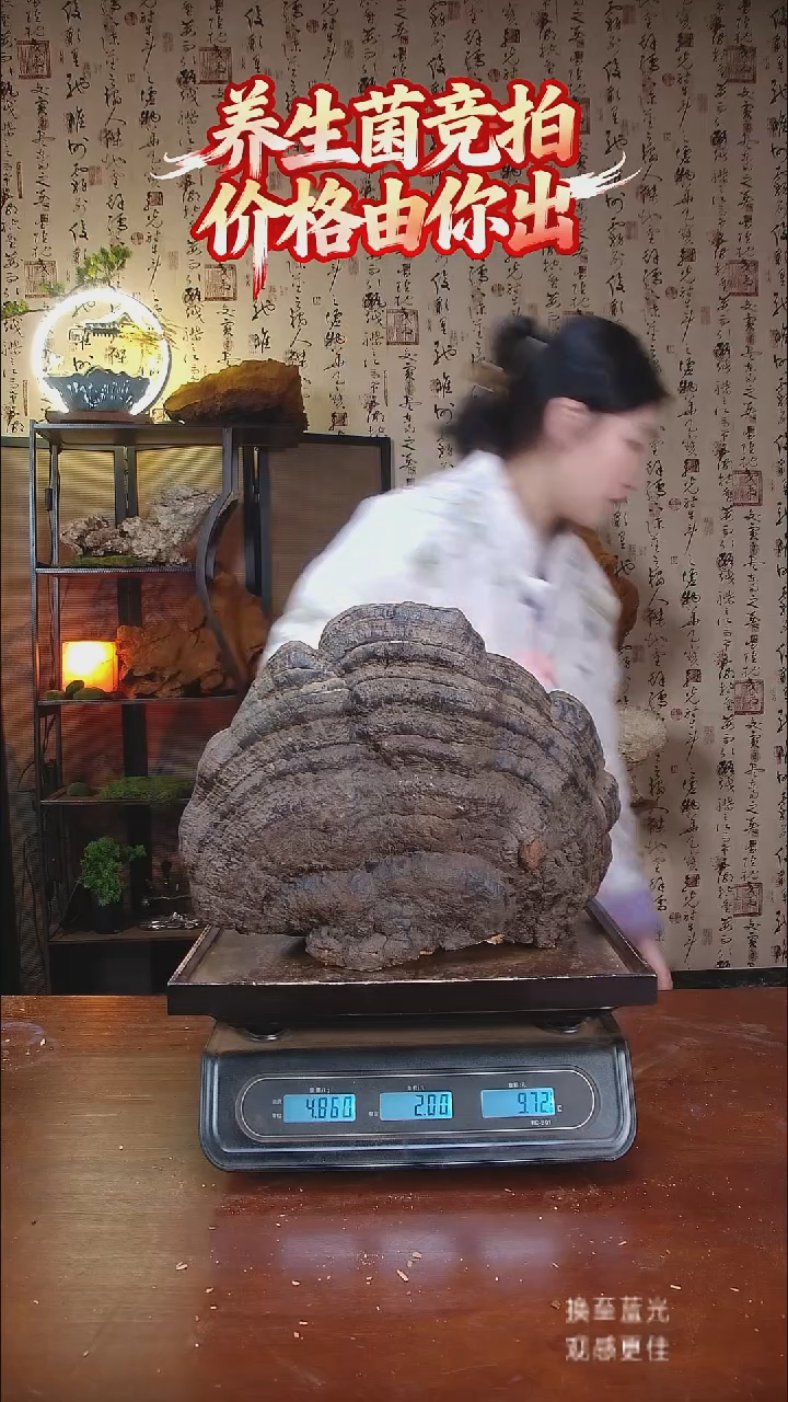 松针层孔菌中国大陆伟*【藏区野生】红缘树舌（9.72斤）90-100年份
