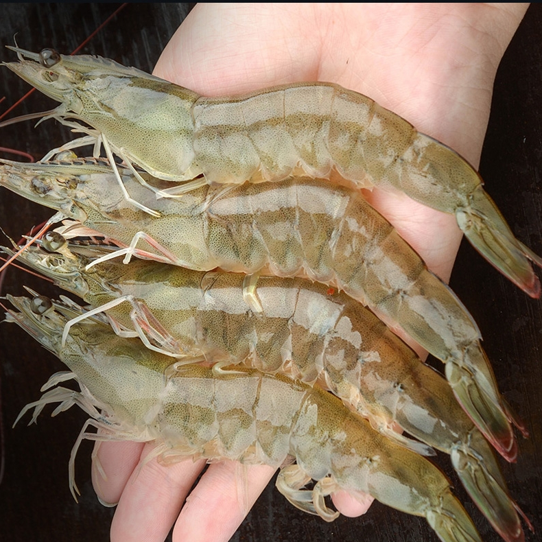 3斤海水大虾约5-18cm广东海虾活冻锁鲜非活发  